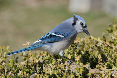 Close-up of bird perching on plant