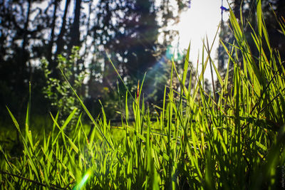 Grass in sunlight