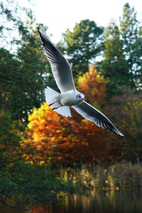 Seagull flying over a tree