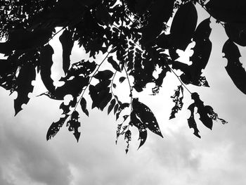 Low angle view of tree against sky