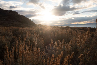 Scenic view of landscape against sky