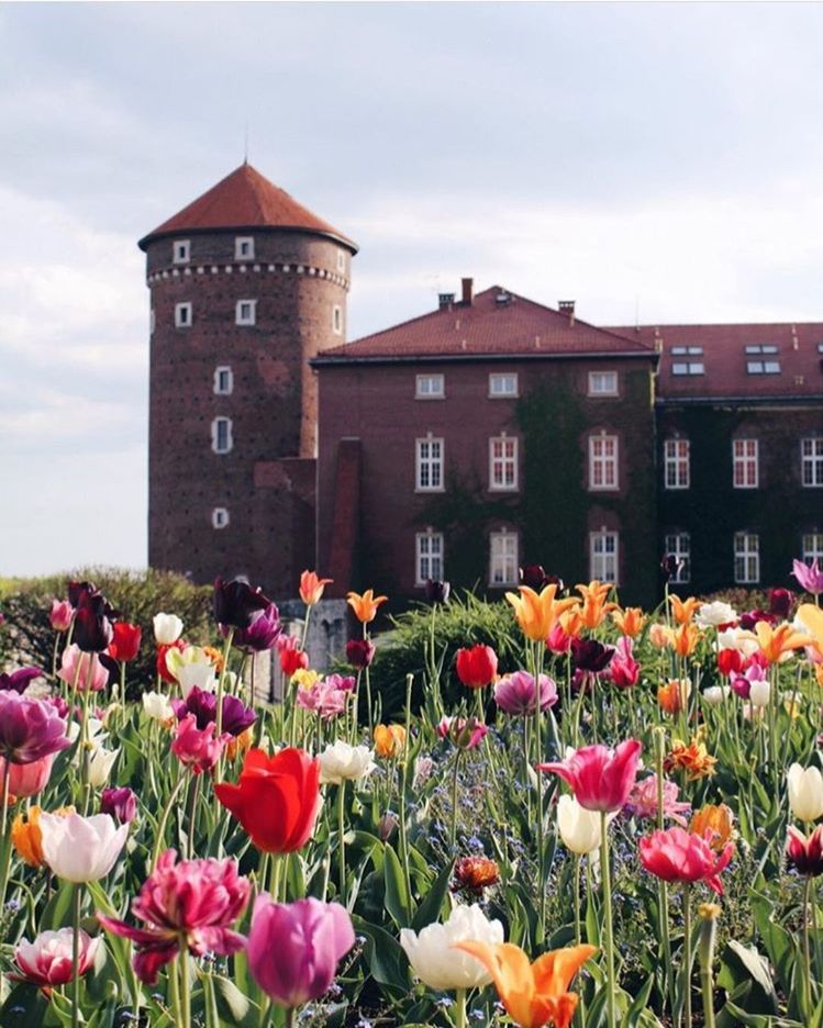 TULIPS IN FRONT OF BUILDING