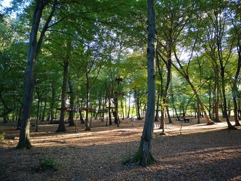 Trees growing in forest