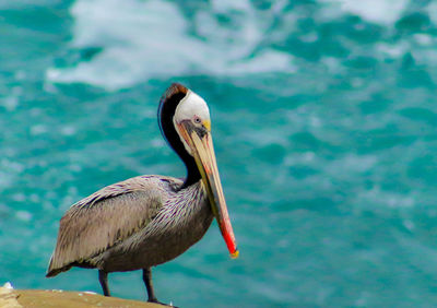 Close-up of bird perching at lake