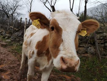 Cow standing in a field