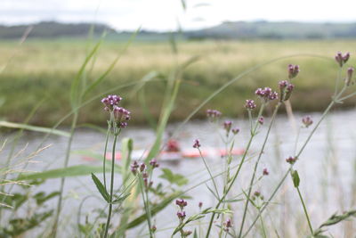 Close-up of fresh purple wildflowers blooming in field