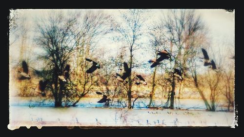 Birds flying over bare trees against sky