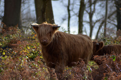 Horse standing in a field