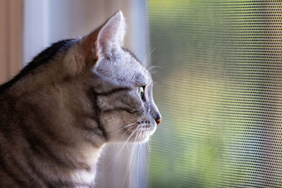 Close-up of cat looking away