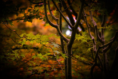 Close-up of leaves on branch at night