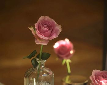 Close-up of pink rose in vase