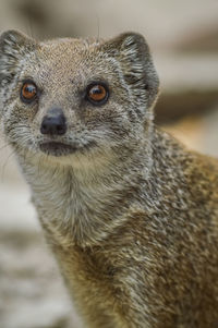 Close-up portrait of a rabbit