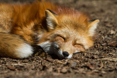 Close-up of a dog sleeping