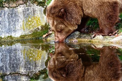 An european brown bear is drinking water at small pond
