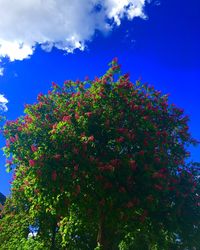 Low angle view of flowering plant against blue sky