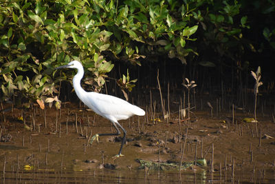 White heron walking in lake