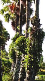 Low angle view of coconut palm trees against sky