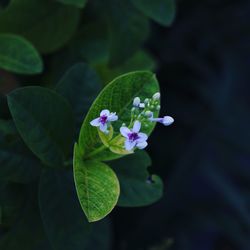 High angle view of purple flowering plant