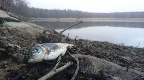 Close-up of dead fish on lakeshore