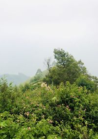 Plants growing on land against sky