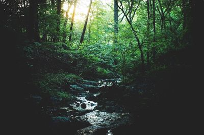 Trees in forest
