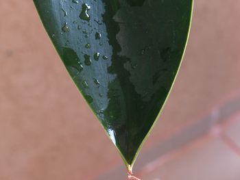 Close-up of water drops on leaf