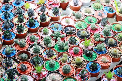 High angle view of succulent plants in market