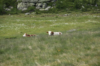 Cows in a field