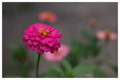 Close-up of pink flowering plant