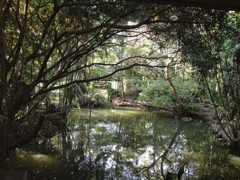 Scenic view of lake in forest