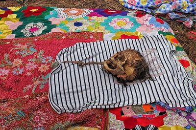 Cat sleeping on tiled floor