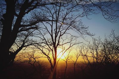 Bare trees against sky at sunset