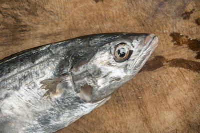 Close-up of fish on wooden table