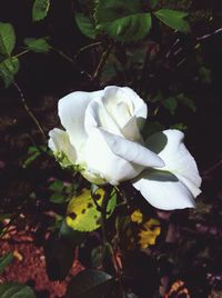 Close-up of white flower blooming outdoors