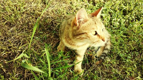 Close-up of cat on grass