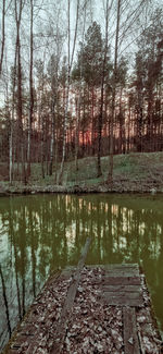 Scenic view of lake in forest