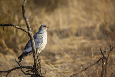 Close-up of bird perching on branch