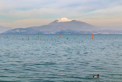 View of ducks swimming in sea