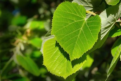 Close-up of green leaves