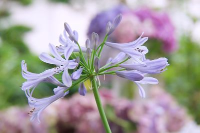 Close-up of purple flowering plant