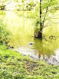 Ducks floating on a lake