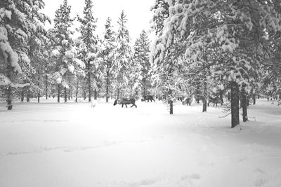 Trees on snow covered land