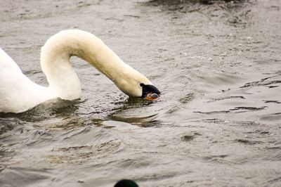 Swan swimming in a lake