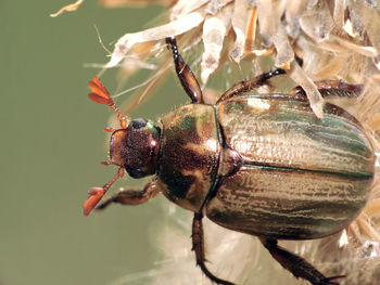 Close-up of insect