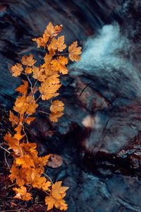 Close-up of maple leaves on tree