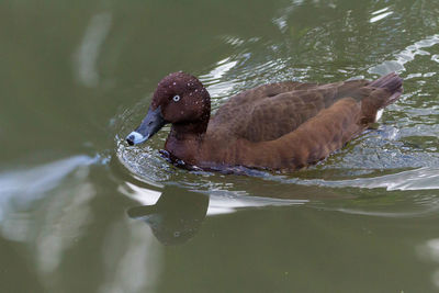 Close-up of duck swimming in lake