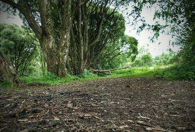 Dirt road passing through forest
