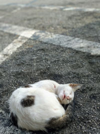 High angle view of cat resting