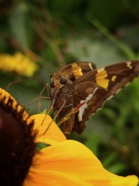 Close-up of butterfly perching on flower