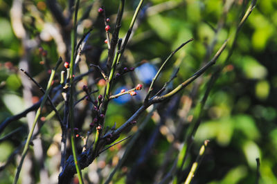 Close-up of fruit on tree